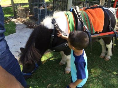 Mummy! Horse! No Jah, donkey....