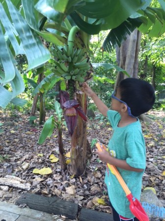 Mummy! The bananas are green! My favourite colour!